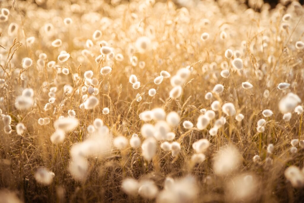 photo artistique champ herbes dorées lumière
