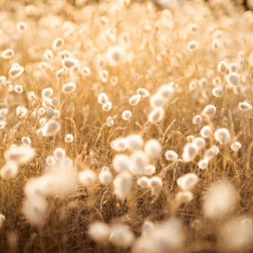 photo artistique champ herbes dorées lumière