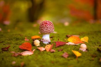 L'Éveil de l'Amanite photo artistique champignon automne