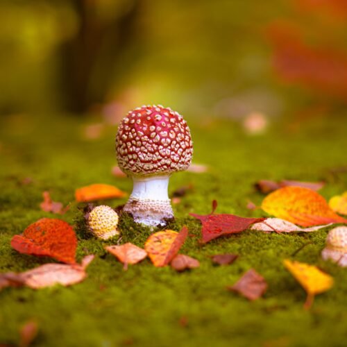 photo artistique champignon automne